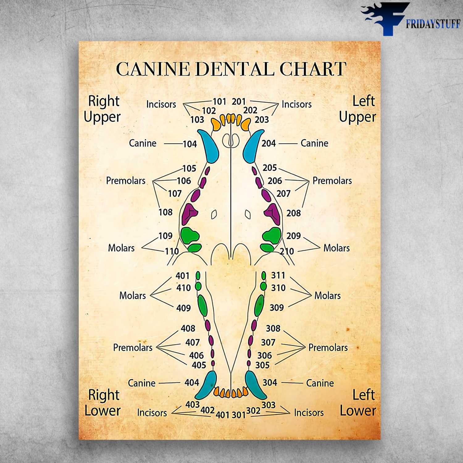 Canine Dental Chart, Right Upper, Left Upper, Right Lower, Left Lower