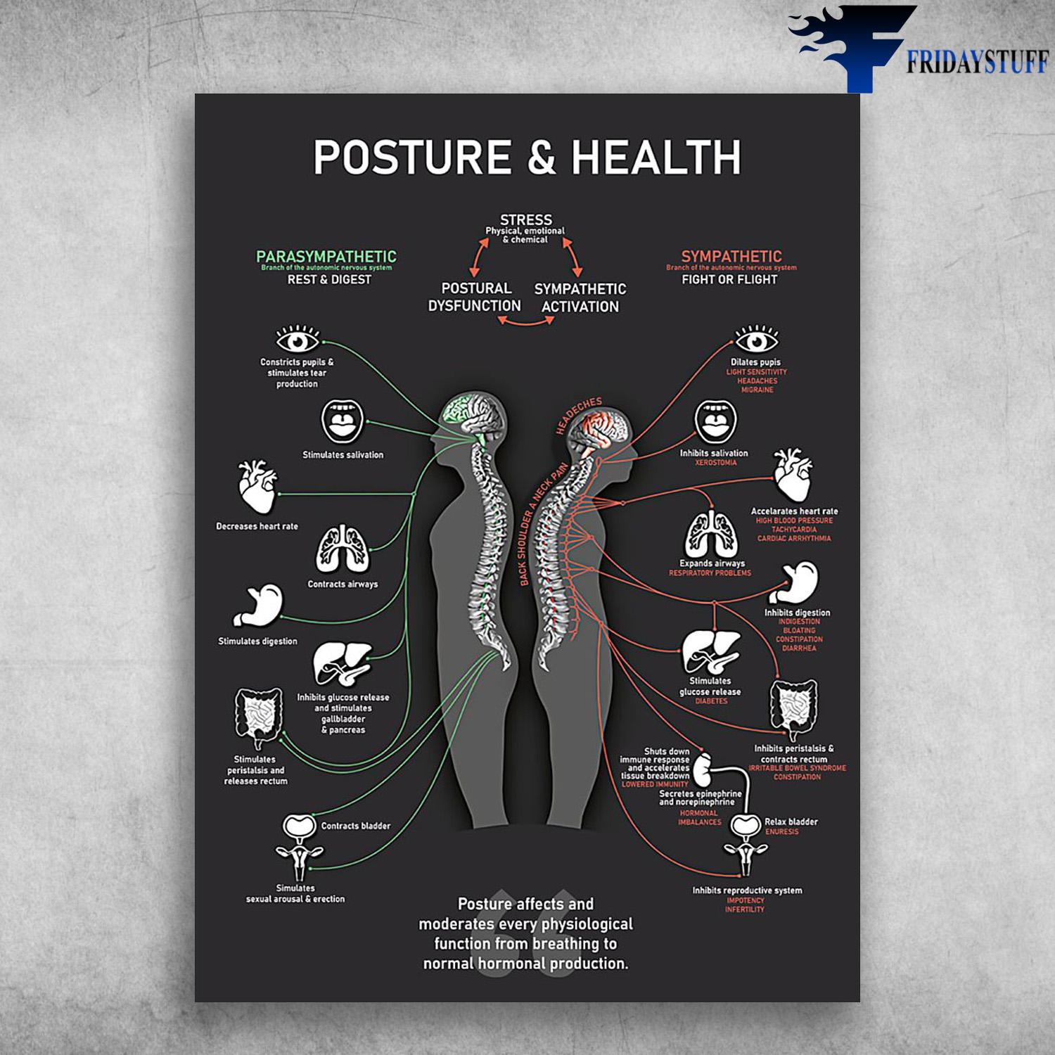 Chiropractic Poster, Posture And Heath, Parasympathetic, Rest And Digest, Sympathetic Fight Or Flight