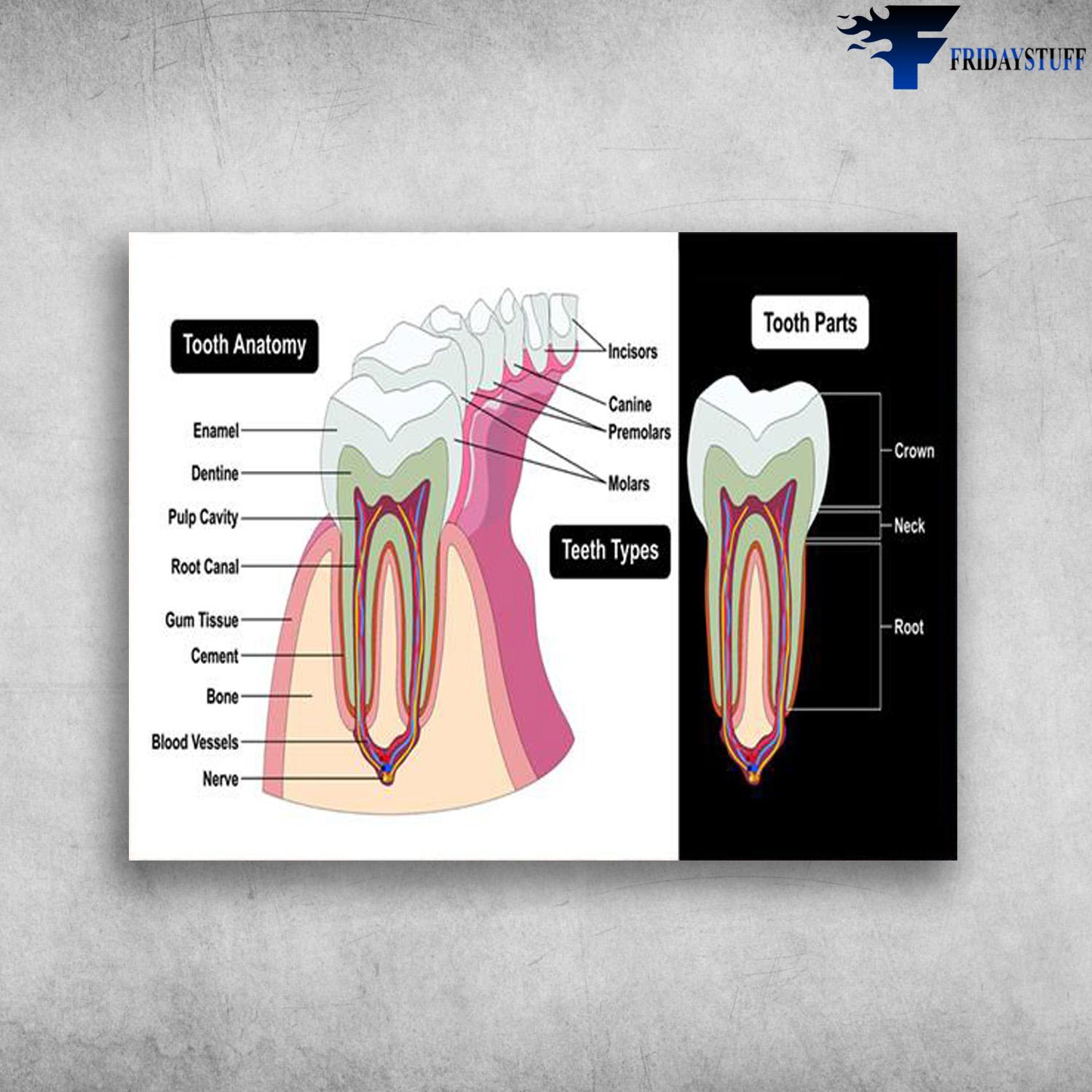 Teeth Care, Dentist Poster, Toorh Anatimy, Teeth Types, Tooth Parts