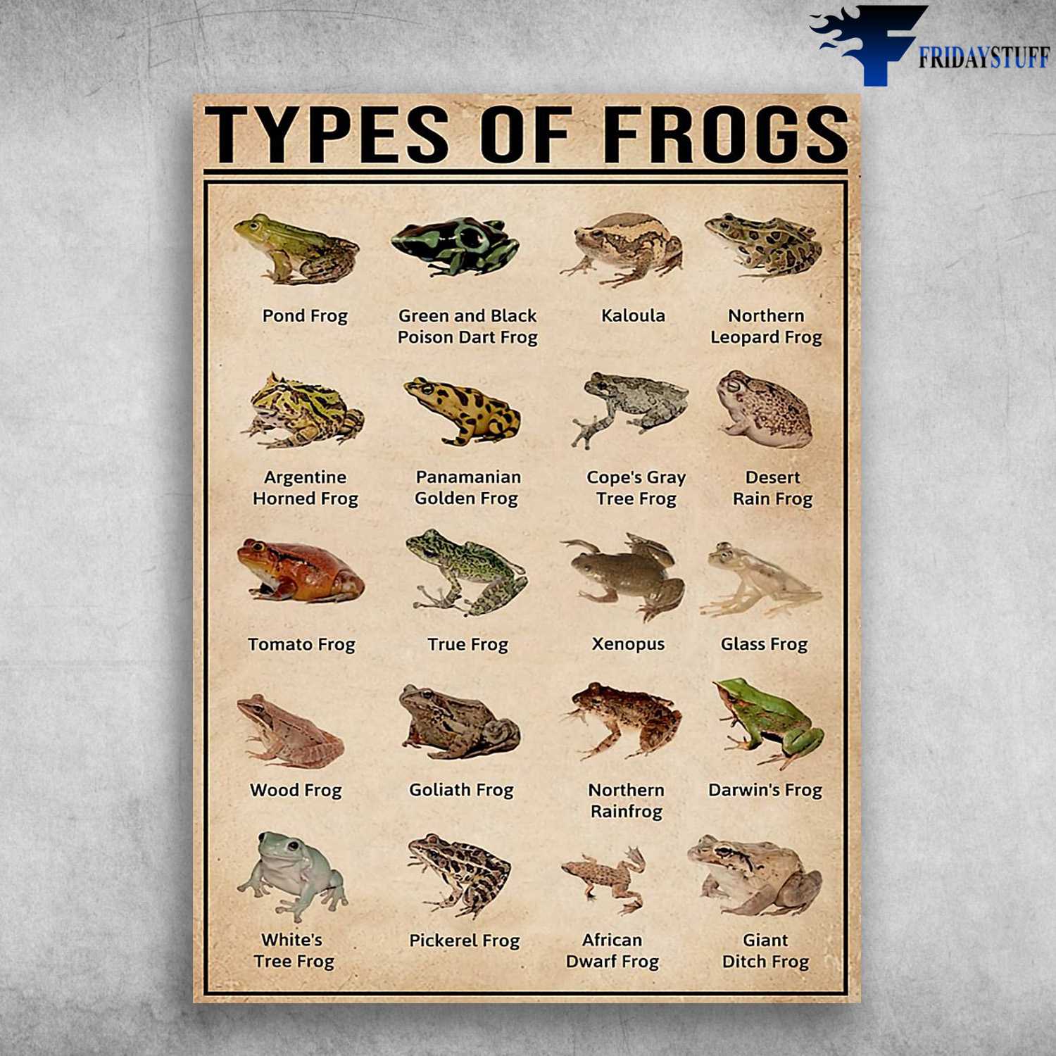 Types Of Frogs, Frog Knowledge, Pond Frog, Green And Black Poison Dart Frog
