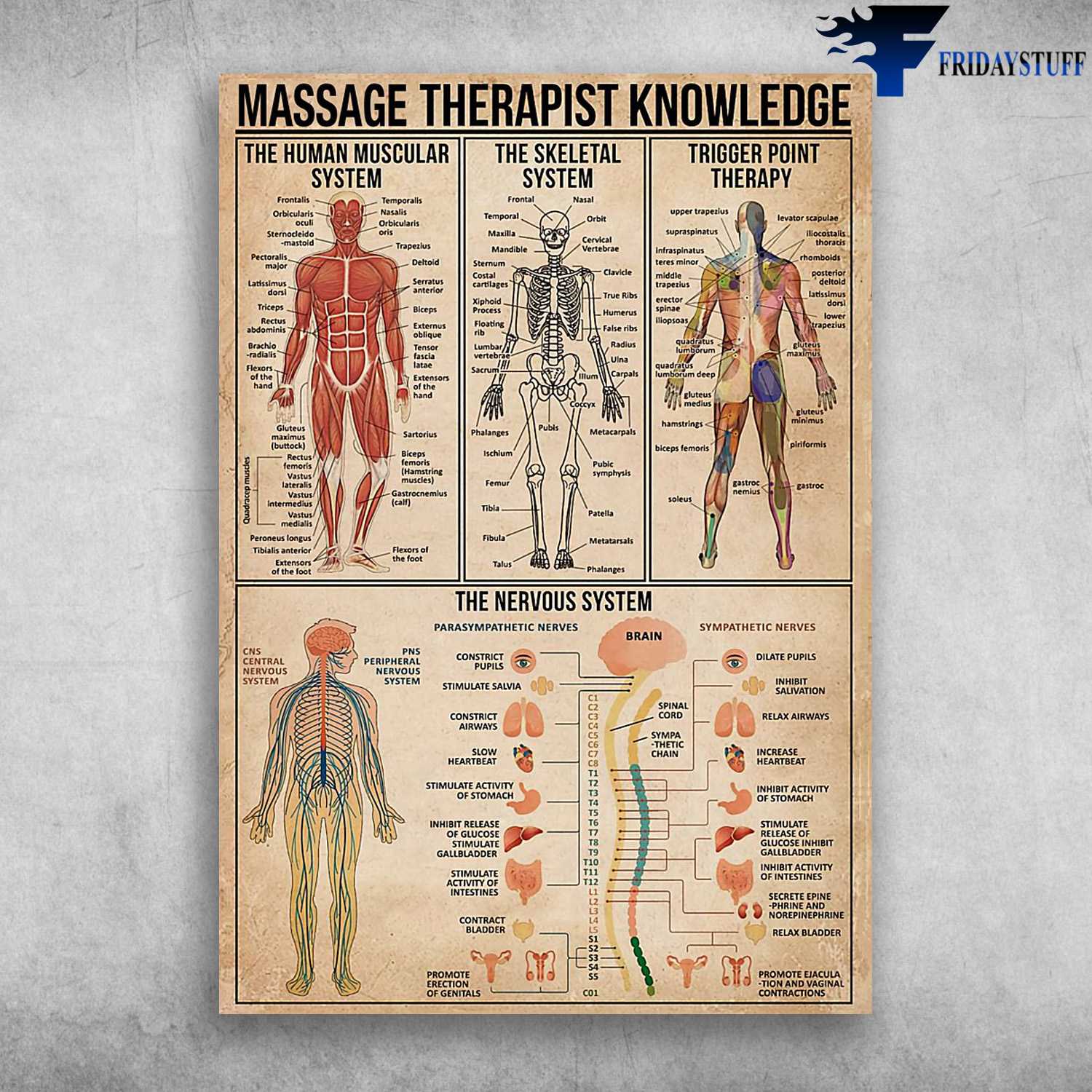 Massage Poster, Massage Therapist Knowledge, The Human Muscular System, The Skeletal System, Trigger Point Therapy
