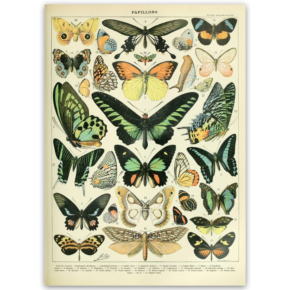 Papillons-Poster-Types-Of-Butterfly-Poster-Decor-1.jpg